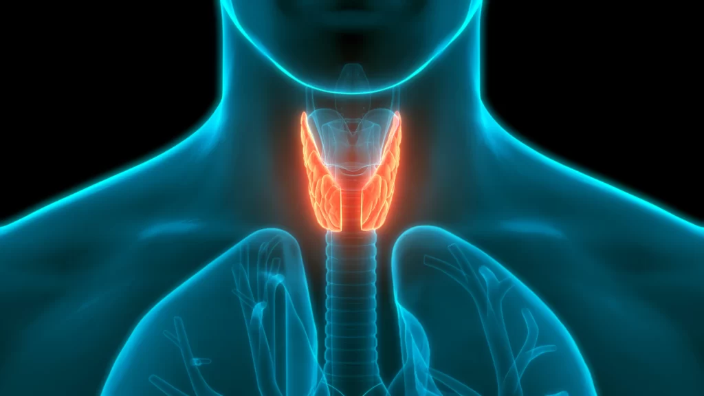 A depiction of thyroid gland